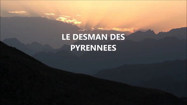 Le Desman des Pyrénées