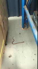 Bébé serpent vs Veuve noire