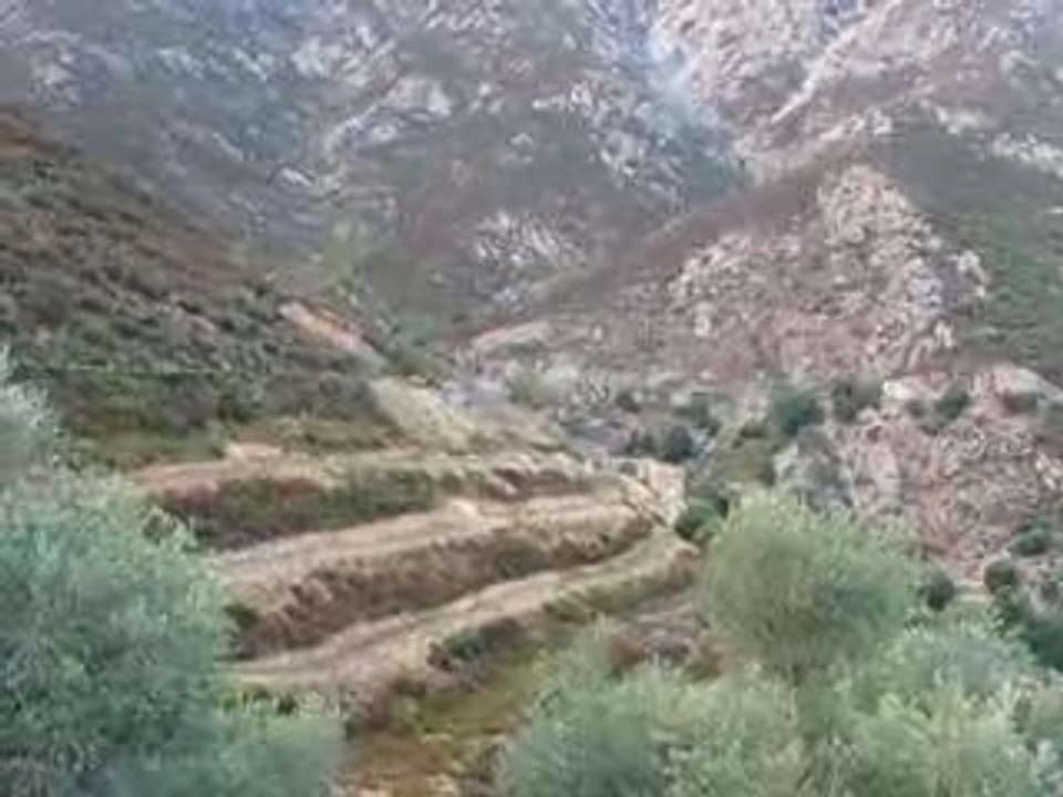 Les corbeaux corses