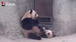 Cette maman panda gronde son petit qui fait ses premières bêtises