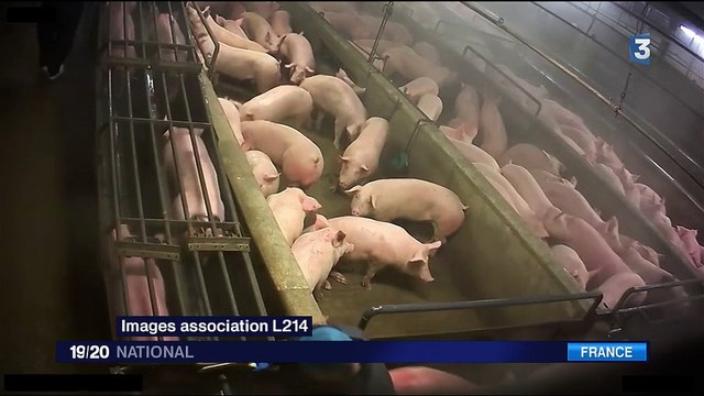 Abattoirs : une nouvelle vidéo choquante de l'association L214