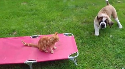 Un chiot veut jouer avec un chat mais il en a décidé autrement !