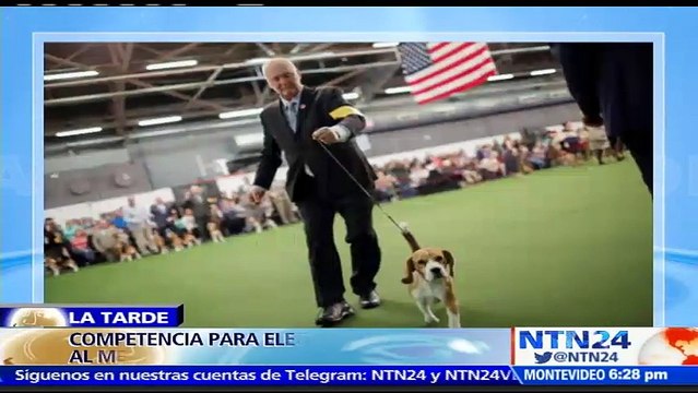 ¿Es su perro el mejor? Competencia en EE. UU. abre sus puertas para buscar cuál es el can más especial del mundo
