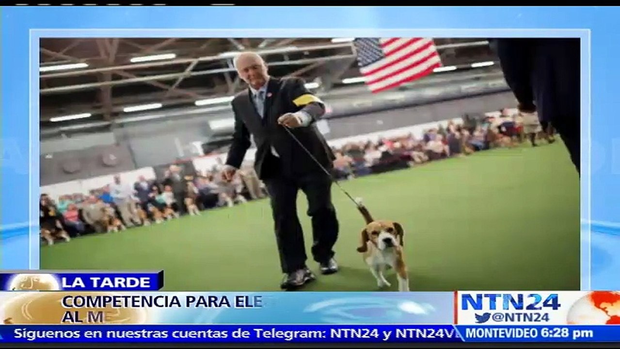 ¿Es su perro el mejor? Competencia en EE. UU. abre sus puertas para buscar cuál es el can más especial del mundo