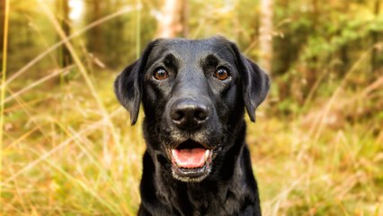 Dogs Really Can Tell If Someone Is a Bad Person