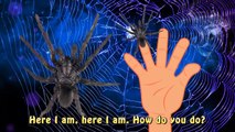 Dedo de la Familia de la Araña de Halloween Monster | Funny Dedo de la Canción de los Animales Errores Rima de cuarto de niños para