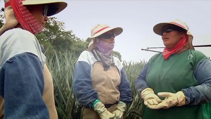 Công nghệ thu hoạch dứa ở các nông trại phương tây