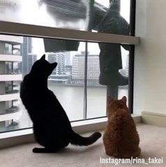Window washer plays with cat while cleaning
