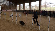 72 équipes, maître et chien, au concours d'agility près de Vire