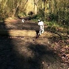Funny Pug Faceplants After Tripping Over Log