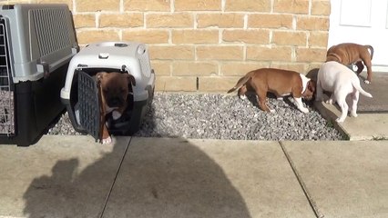 82ème vidéo A la découverte de l'extérieur avec les chiot de STAFFORDLAND