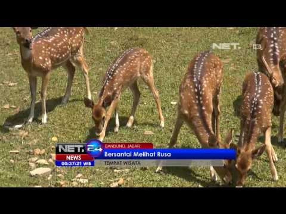 NET24 - Bersantai Melihat Rusa di Bandung