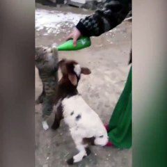 a cat, a goat, a sheep and a milk bottle