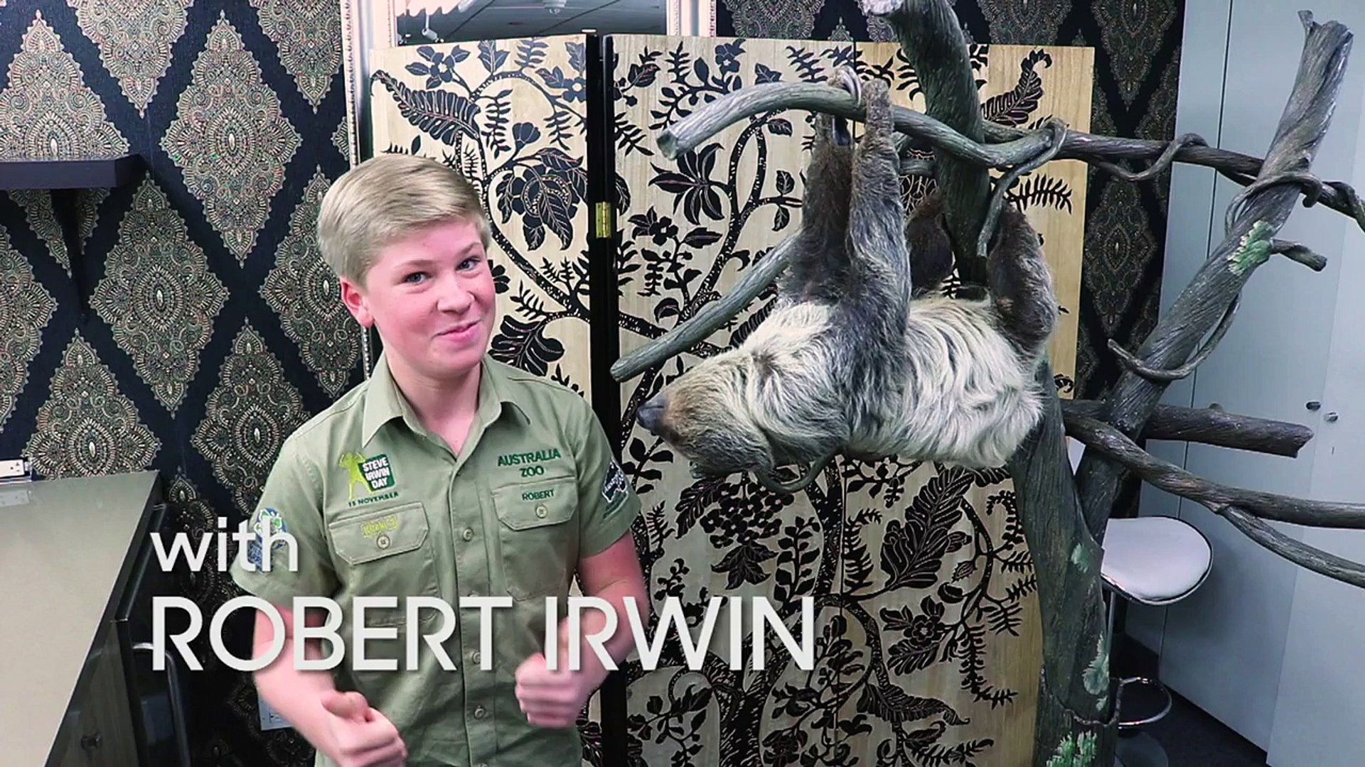 Animal Facts with Robert Irwin - Two-Toed Sloth-U38vprRMyWs