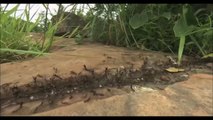 蟻にヘビが食われる。
