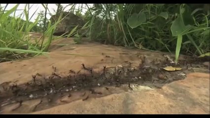 蟻にヘビが食われる。