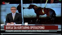 Yarış atı için kurtarma operasyonu (Haber 17 02 2017)