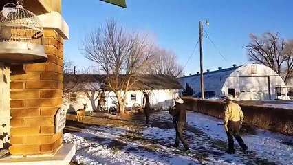 Une biche domestique tuée par un garde-chasse