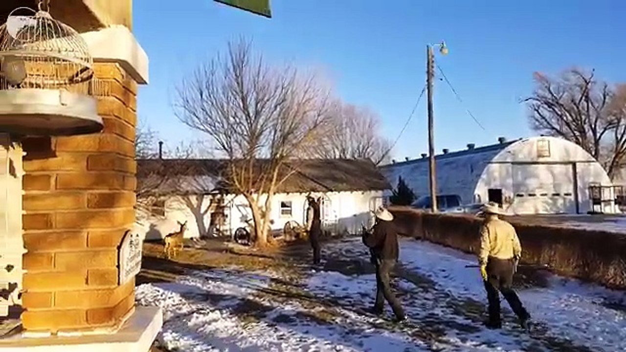 Une biche domestique tuée par un garde-chasse