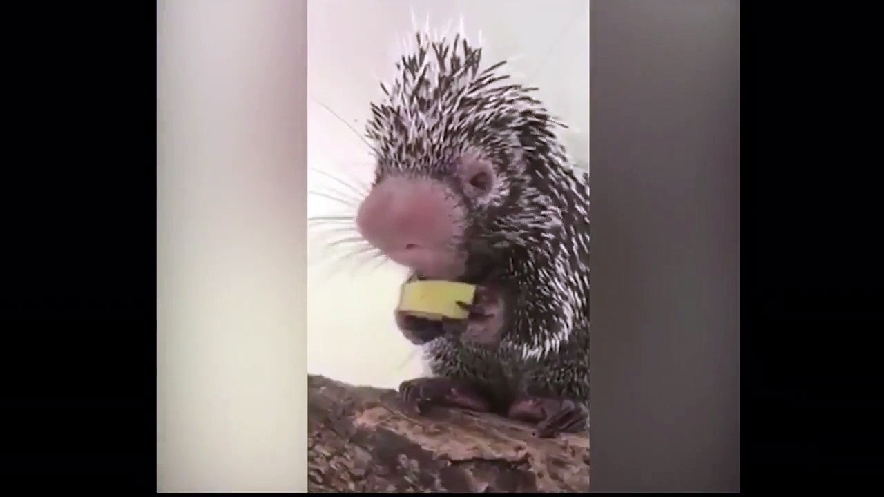 Un adorable porc-épic mange un morceau de banane
