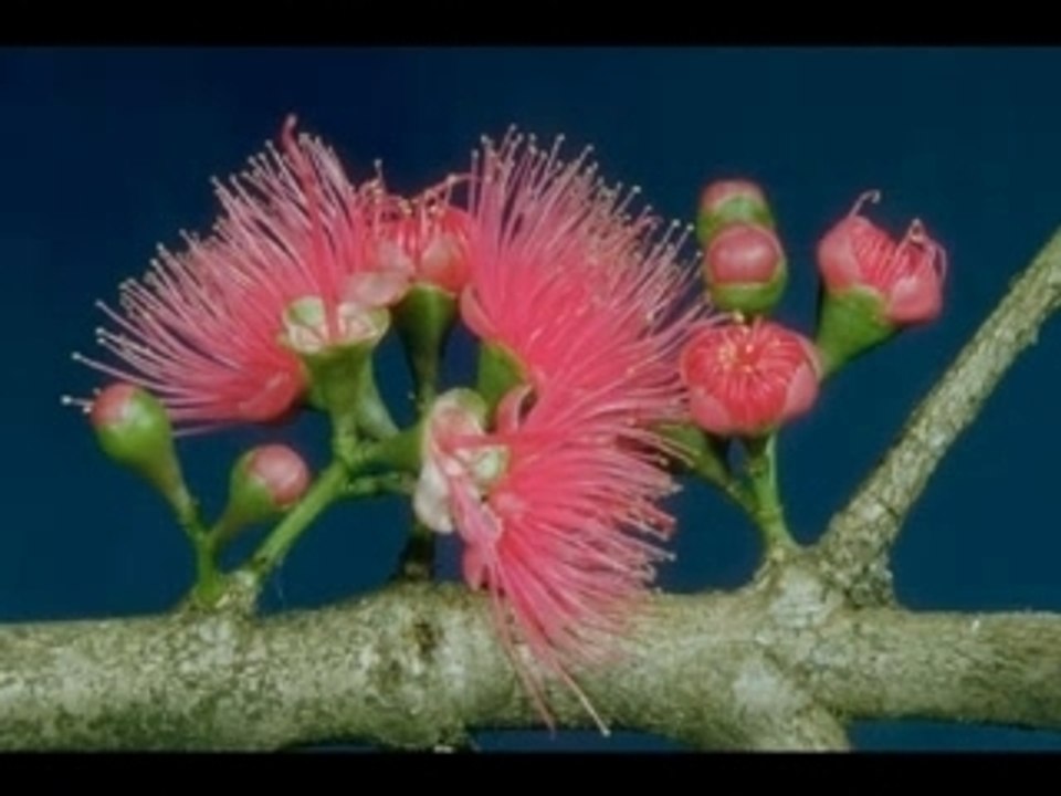 Toni Dacheva-Jeliazna obich