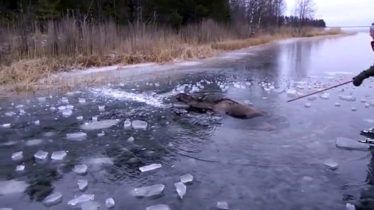 He was skating on the ice when you realize a creature from drowning. Now is a real hero!