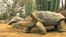 Meet the San Diego Zoos Galapagos Tortoises
