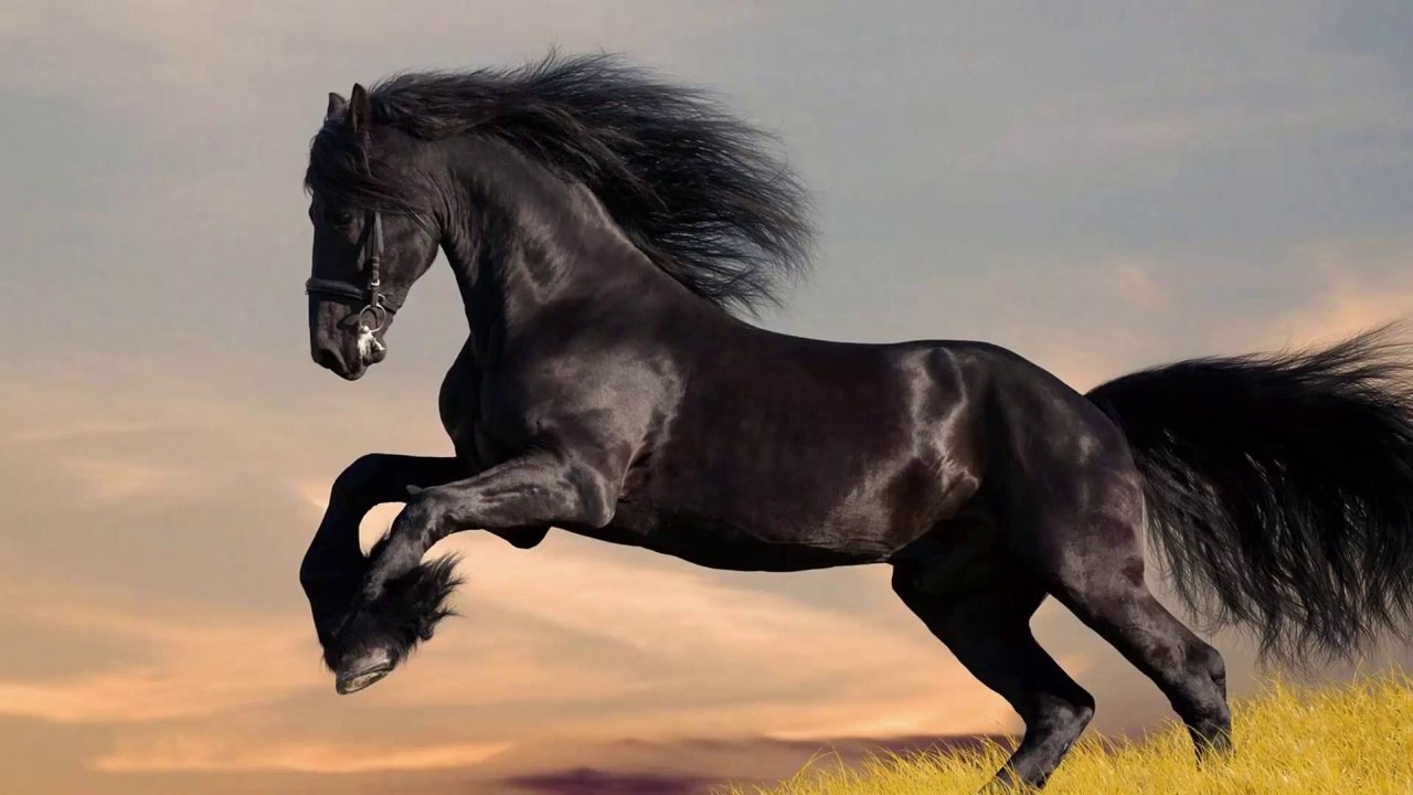 6 อันดับม้าที่สวยที่สุดในโลก