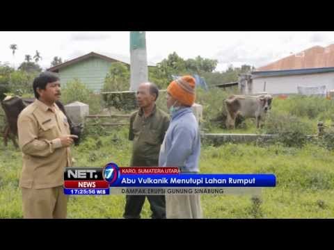 NET17 - Suntik vitamin untuk hewan ternak di sekitar Sinabung