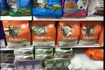 Buy Scottish Fold Ginger White Male in Singapore from CatSmart