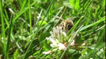 Keeping Bees. documentary