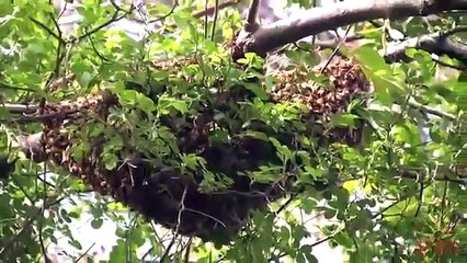 Proff. Tom Seeley. excellent short documentary on swarms.