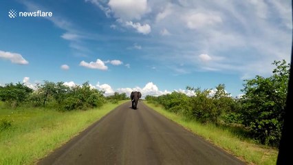 Elephant charges safari vehicle