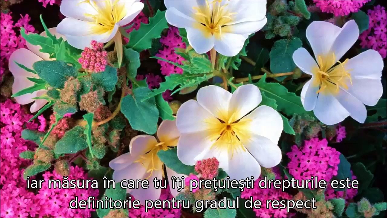 CAUTĂ ÎN TINE RĂSPUNSURILE
