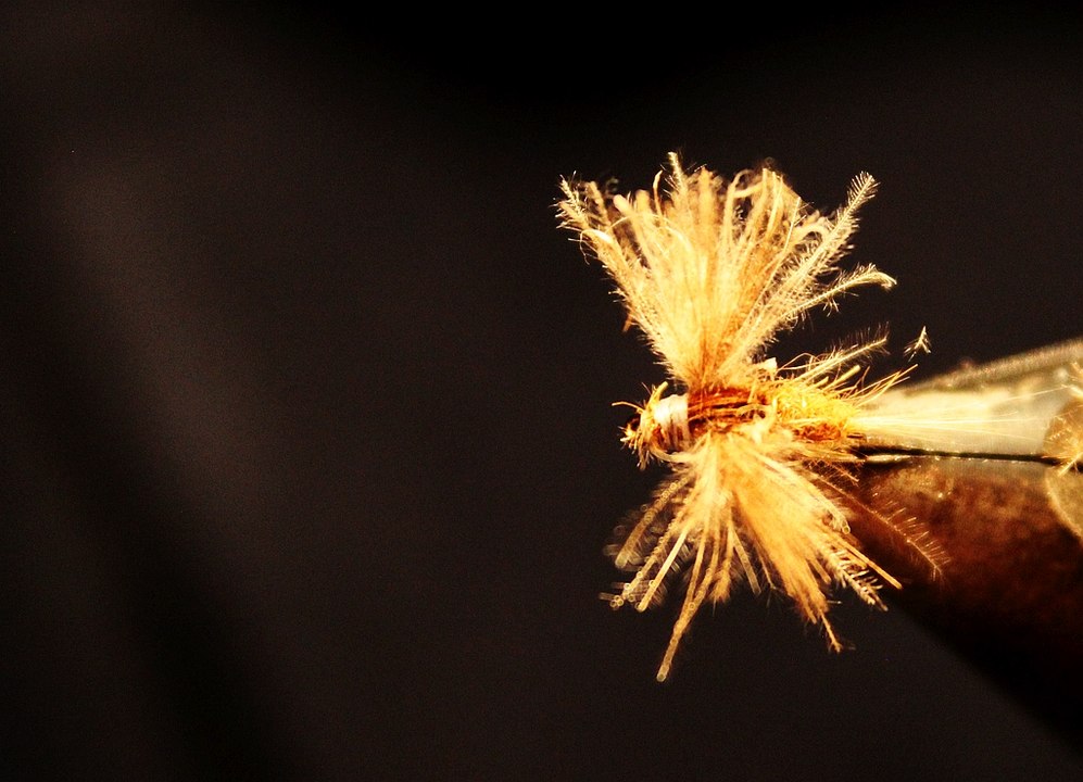 L'emergente de rhodani