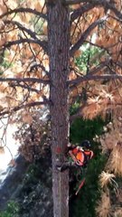 Cutting Huge Trees Amazing Video