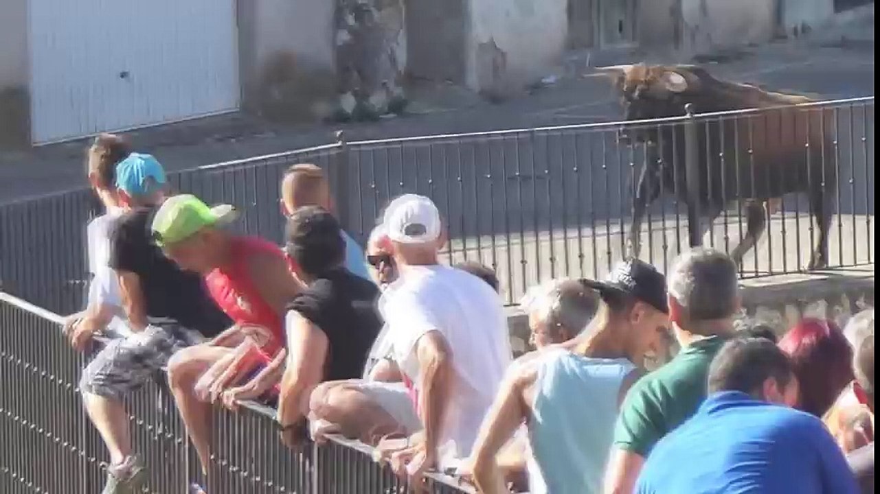 En Espagne, un taureau défonce farouchement un...