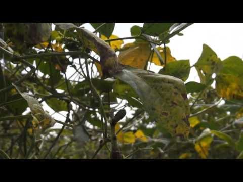 NET12 - Cuaca buruk puluhan hektar lahan pertanian gagal panen