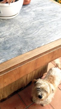 isidoro lotta per la poltrona