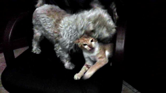 lady e isidoro lotta per la poltrona