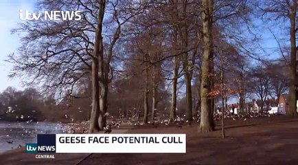 ITV News 14Feb17 - Canadian geese face potential cull in Swanhurst Park, Birmingham