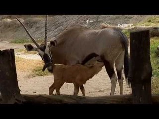 NET5 - Anak Rusa Meksiko