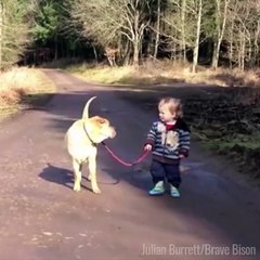 Un enfant promène son chien mais s'arrête pour jouer dans une flaque d'eau