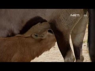 NET5 - Antelop pertama lahir di Meksiko