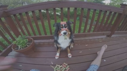 Meet the dog who's basically a saint