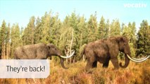 Scientists Have A Plan To Bring Back Woolly Mammoths