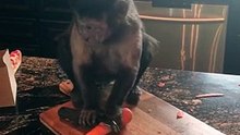 Deux singes s’affairent en cuisine afin de préparer des carottes. Vous n'en reviendrez pas !