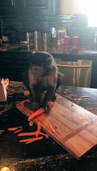 Deux singes s’affairent en cuisine afin de préparer des carottes. Vous n'en reviendrez pas !