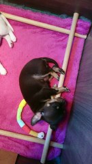 des pitchounes du bois joli