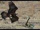 Male Leopard killing Eagle to save Black Mamba Snake - Eagle attack Mamba snake -